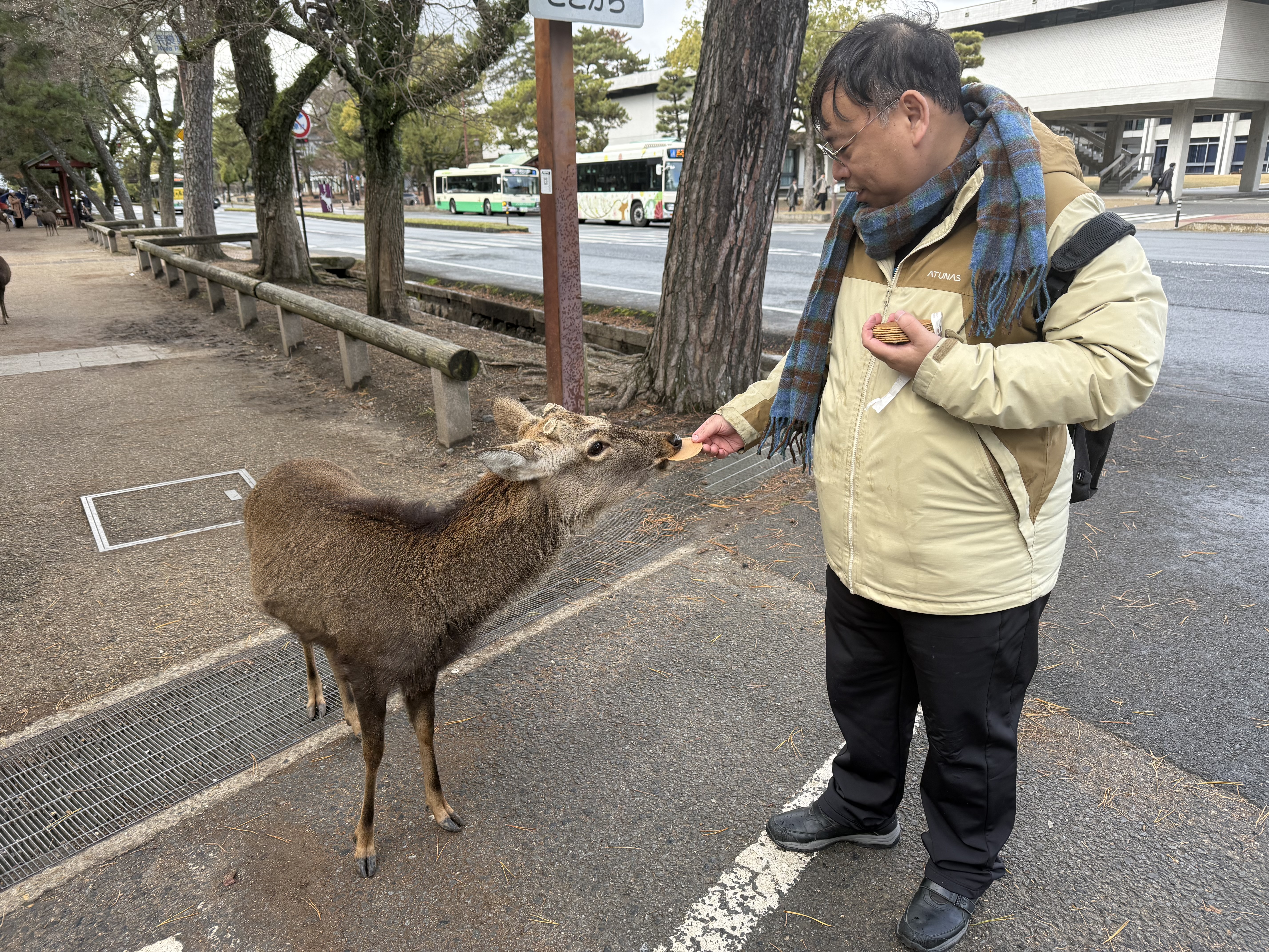 奈良公園餵鹿
